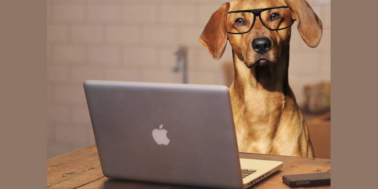 Beneficios de llevar a tu mascota al trabajo