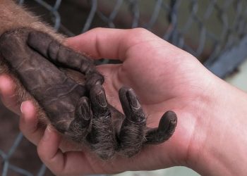 Otra Pandemia en puerta: el Virus del Mono