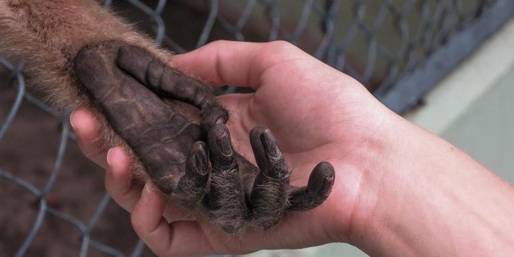 Otra Pandemia en puerta: el Virus del Mono