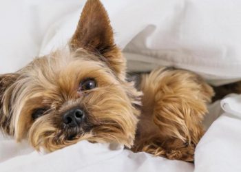 Turismo ‘pet-friendly’, una tendencia que crece