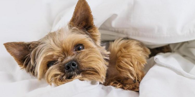 Turismo ‘pet-friendly’, una tendencia que crece