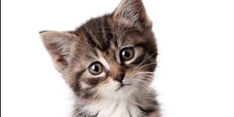 Día Internacional del Gato 2022