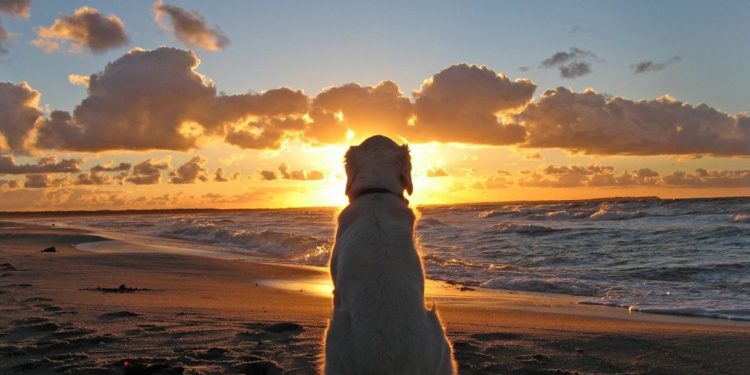 Cómo llevar la pérdida de tu perro: el duelo