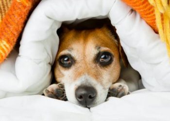 Protege a tus mascotas y evita la pirotecnia