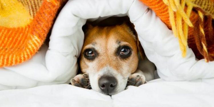 Protege a tus mascotas y evita la pirotecnia