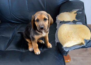 Tu mascota sin entrenamiento adecuado tiene estos riesgos