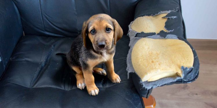 Tu mascota sin entrenamiento adecuado tiene estos riesgos