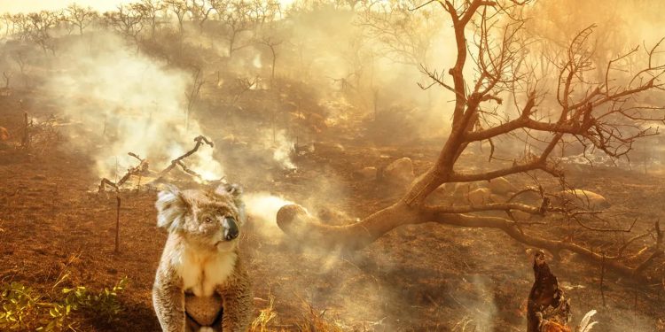 ¿Qué animales sobrevivirán mejor al cambio climático?