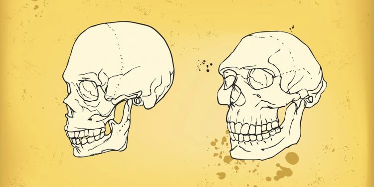 Sin esta pequeña mutación genética tendríamos la inteligencia de los neandertales