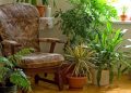 Plantas de interior que benefician la salud