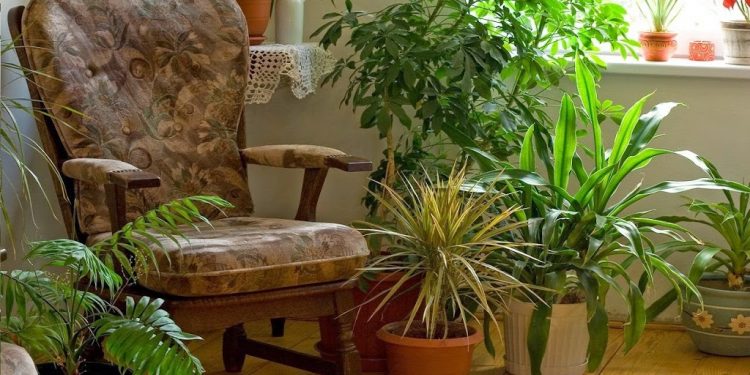 Plantas de interior que benefician la salud