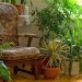 Plantas de interior que benefician la salud