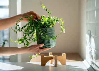 7 cosas que debes saber sobre el cuidado de las plantas