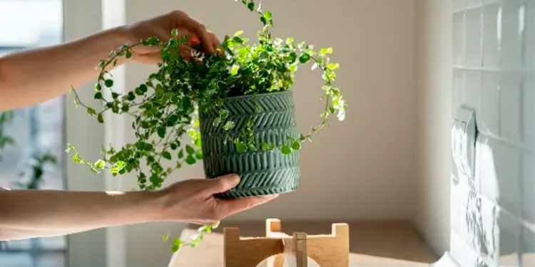 7 cosas que debes saber sobre el cuidado de las plantas