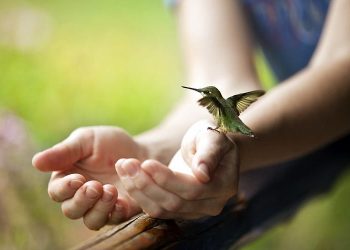 Estar cerca de aves nos hace mucho bien al cerebro