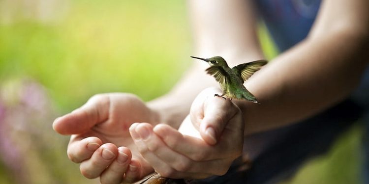 Estar cerca de aves nos hace mucho bien al cerebro