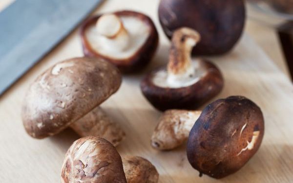 Una seta para combatir superbacterias