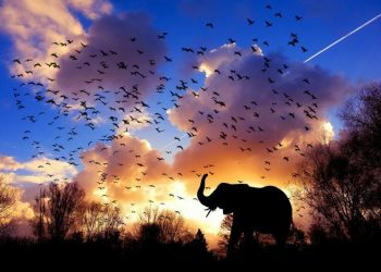 ¿Qué es la biocapacidad de la Tierra?