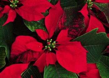 Como cuidar nuestra nochebuena para que luzca hermosa toda la temporada