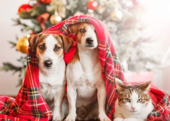 Peligros de la temporada si tienes mascotas en casa
