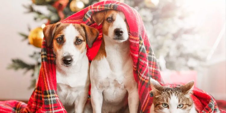 Peligros de la temporada si tienes mascotas en casa