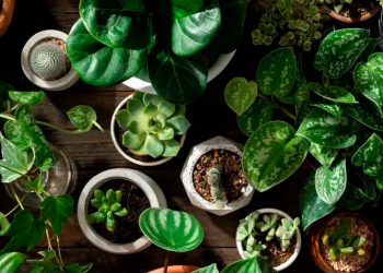 Excelentes opciones de plantas pequeñas decorativas para espacios reducidos