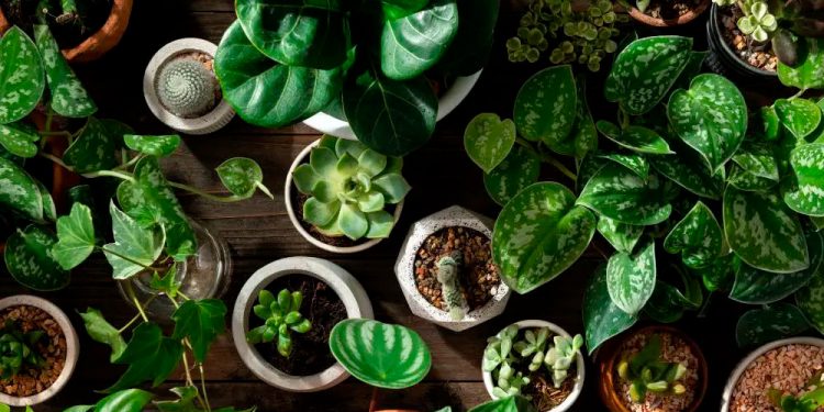 Excelentes opciones de plantas pequeñas decorativas para espacios reducidos