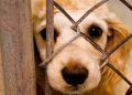 El maltrato animal es un delito, denúncialo