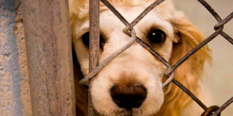 El maltrato animal es un delito, denúncialo