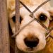 El maltrato animal es un delito, denúncialo