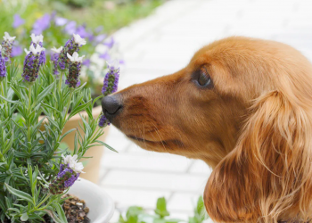 ¿Funciona la aromaterapia en mascotas?