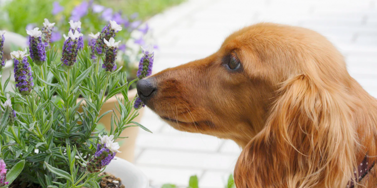 ¿Funciona la aromaterapia en mascotas?