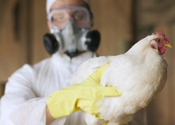 Se confirma el primer caso de gripe aviar H5 en humanos en América del Sur.