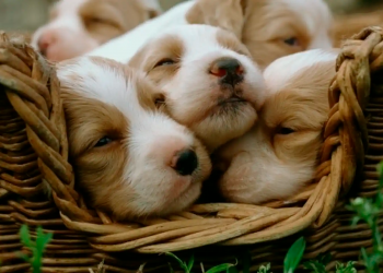 ¿Sabías que?… Los primeros perros provienen del este de Asia