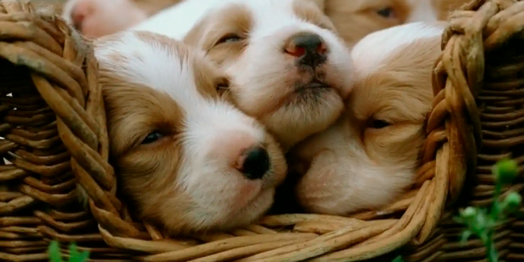 ¿Sabías que?… Los primeros perros provienen del este de Asia