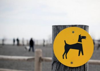 Reglas de oro que seguir si sales de paseo con tus mascotas