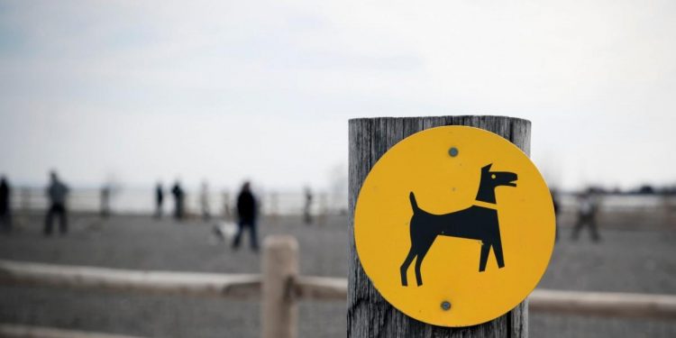 Reglas de oro que seguir si sales de paseo con tus mascotas