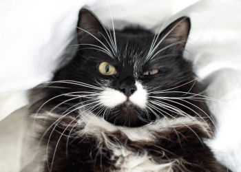 El simpático bigote de los gatos tiene su función