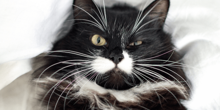 El simpático bigote de los gatos tiene su función