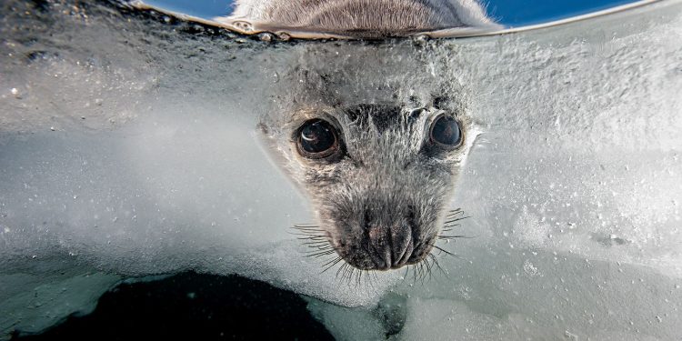La importancia del Día Mundial contra la Matanza de Focas