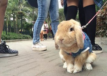 ¿Cómo cuido a mi mascota Conejo?
