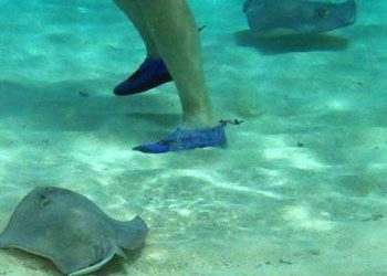 Esto debes hacer si te pica una Mantarraya