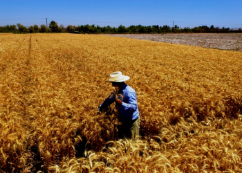 El Partido Revolucionario Institucional expresa apoyo a los Agricultores en cuanto al precios del trigo y el maíz