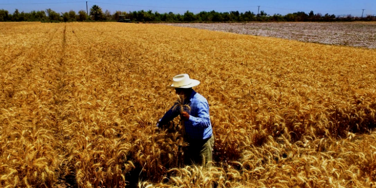 El Partido Revolucionario Institucional expresa apoyo a los Agricultores en cuanto al precios del trigo y el maíz