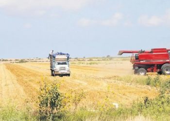 Trigueros buscan solución de raíz