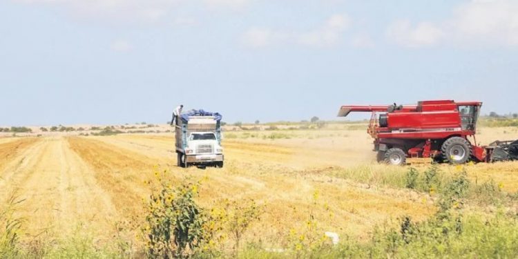 Trigueros buscan solución de raíz