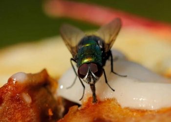 Si encuentro una mosca en la comida ¿La tiro o la como?
