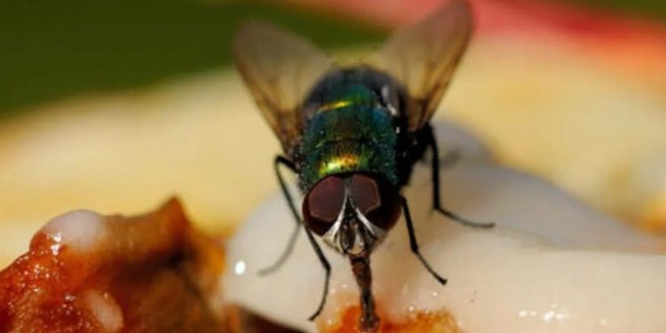 Si encuentro una mosca en la comida ¿La tiro o la como?
