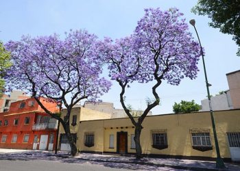 Razones para tener árboles en casa