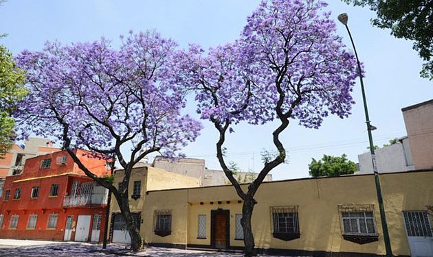 Razones para tener árboles en casa